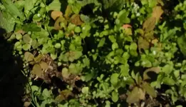 IMG_20180528_100040b.webp
