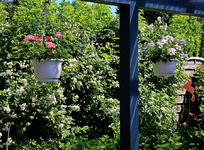 Rosa multiflora_full bloom_3_50m hoch_900.webp