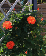 Orange Dawn_getting into bloom_800.JPG