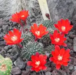 Aylostera.webp