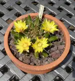 Dolichothele longimamma.webp