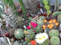 SAM_9749.webp