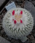 Epithelantha.JPG