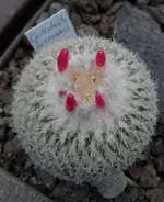Epithelantha.webp