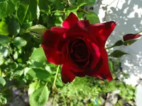DSC02993.webp