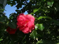 DSC02999.JPG