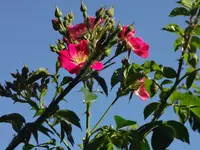 DSC03000.webp