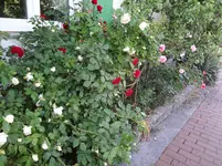 DSC03001.jpg
