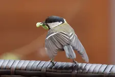 vogel.jpg
