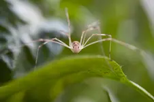 weberknecht.webp