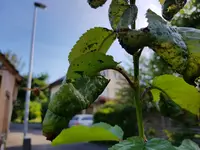 20180525_185020.webp