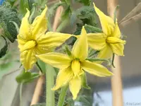 c054.webp