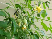c055.webp