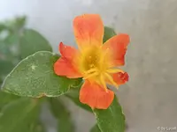 c057.webp
