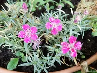 c058.webp