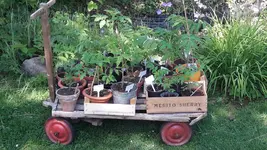 boller-tomaten.webp