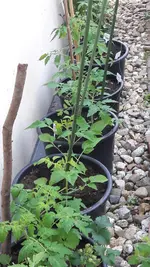 wandtomaten.webp