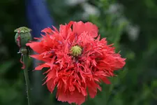 Mohn3417.webp