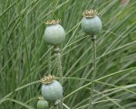 Mohn0610.jpg