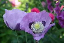 Mohn3614.webp