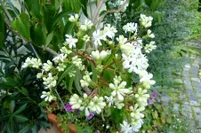 2017_0914hochzeit0006.webp