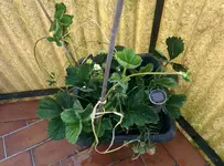 IMG_20180529_075206a.webp
