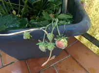 IMG_20180529_075213a.webp