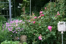 Mai4118.webp