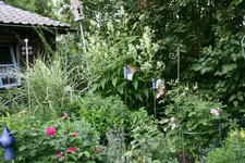 Mai4218.webp