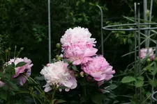 Pfingstrosen1118.webp