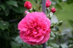 Rose Rosarium Uetersen0818.jpg