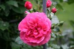Rose Rosarium Uetersen0818.jpg