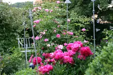 Pfingstrosen1418.webp