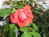 DSCI2943.webp
