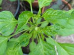 DSC08728.jpg