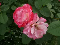 P1130566.webp
