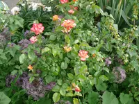 P1130570.webp