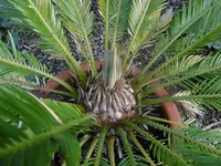 P1020447Palmenfarn.webp