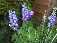 P1020445Rittersporn.webp