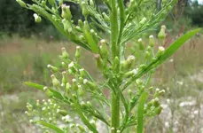 wildfind_kanadisches-berufskraut_img1809.webp