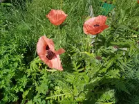 Bilder2018 Handy 3748.webp