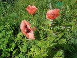 Bilder2018 Handy 3748.jpg