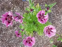 Bilder2018 Handy 3750.webp