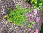 Bilder2018 Handy 3751.jpg
