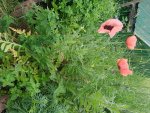 Bilder2018 Handy 3763.jpg