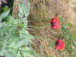 Bilder2018 Handy 2379.jpg