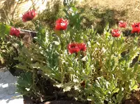 Bilder2018 Handy 2365.webp