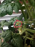 IMG_20180530_182330.webp