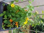 Bilder2018 Handy 3773.jpg