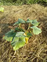 IMG_20180528_071519.webp